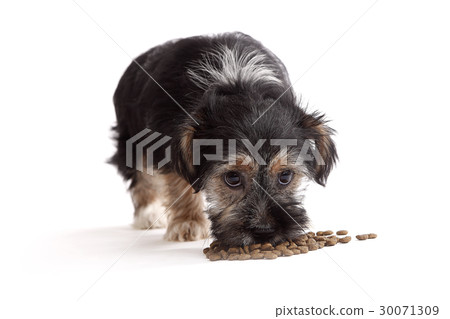 Young Terrier Mix eats dog food 30071309