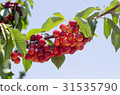 Red sweet cherries on the branch 31535790