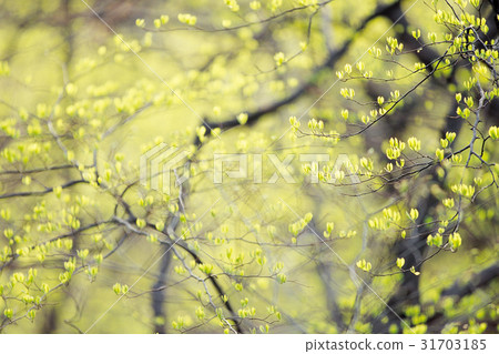 Branches (trees), tree, spring 31703185