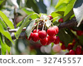 Red sweet cherries on the branch 32745557