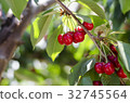 Red sweet cherries on the branch 32745564