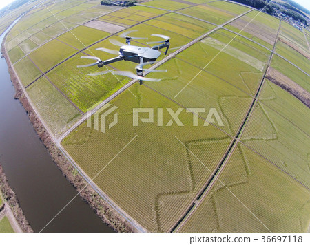 Drone over rice field 36697118