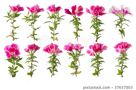 A branch of beautiful pink and purple spring flowers. 37637803