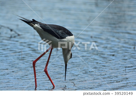 Miyakojima / wild bird of irrigation pond 39520149