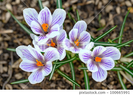 Crocuses in bloom. Close up of the head of several crocuses or croci. Macro photography of white and purple flowers in Beckenham, Kent, UK. 100665991