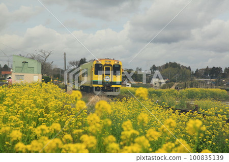 奔跑在油菜花田中的伊隅鐵道柴油車 100835139