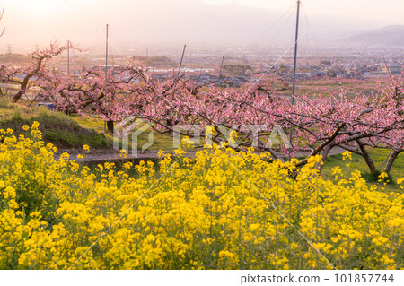 "Yamanashi Prefecture" Peach blossoms and rape blossoms in full bloom, Kofu Basin in Togenkyo 101857744