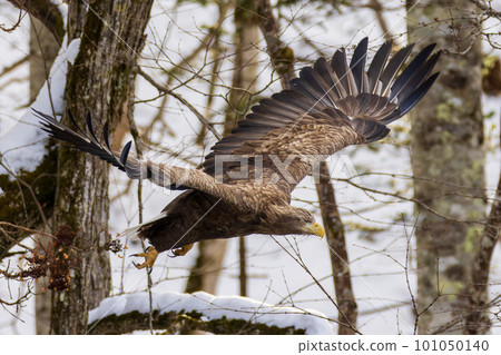 White-tailed eagle eagle 101050140