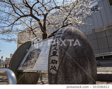 Somei Yoshino Sakura Commemorative Park [Birthplace of Somei Yoshino Cherry Blossoms] 101096812