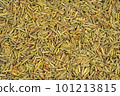 Dried rosemary spice background. Dry seasoning rosemary. Spices and herbs for cooking, provence herbs 101213815