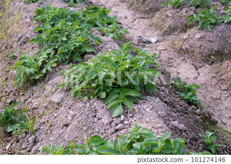 Healthy young potato plant in organic garden, Young potato plant growing on the soil, Rows of young potato plants on the field. 101274146