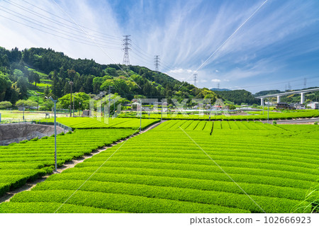 《靜岡縣》初夏的茶園風光 102666923