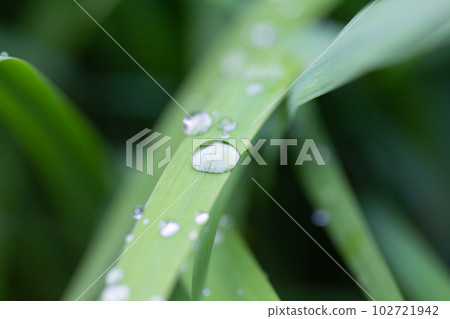 water droplets on grass 102721942