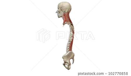 The cervical spine (neck region) consists of seven bones (C1-C7 102770858