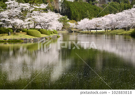 Row of cherry trees in Shimokitayama Sports Park [Shimokitayama Village, Yoshino District, Nara Prefecture] 102883818