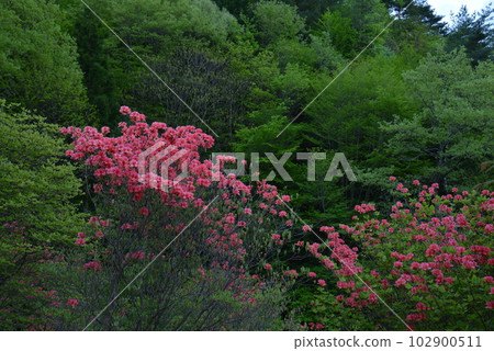 Rhododendron azaleas in Kurosawa Marsh 5 (Urushi River, Ikeda-cho, Miyoshi City, Tokushima Prefecture) 102900511