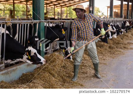 Portrait of man farm worker feeding cows 102270574