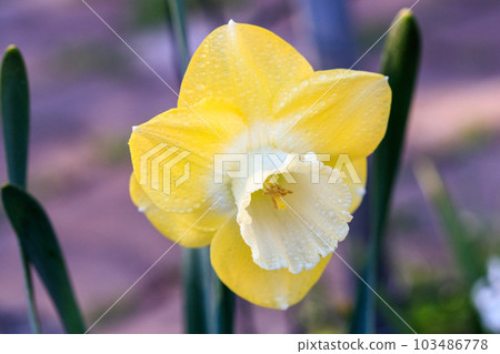 beautiful summer Cyclameniform daffodils - Cyclamineus 103486778