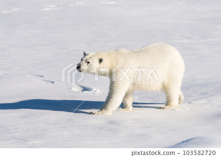 Polar bear on the pack ice 103582720