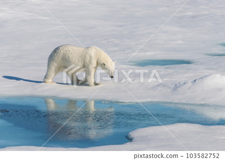 Polar bear on the pack ice 103582752