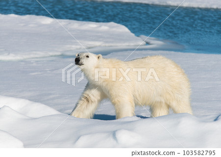 Polar bear on the pack ice 103582795