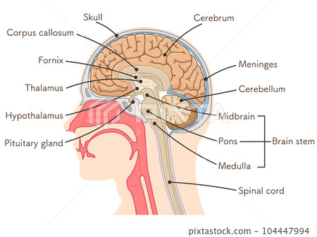 brain, cerebrum, cerebellum, midbrain, pons, medulla, br 104447994