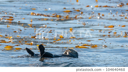 Sea otters floating in Monterey Bay 104640468