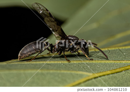 Adult Long-waisted Honey Wasp 104861210