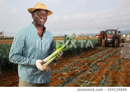 Farmer posing with leek crop on field 104116846