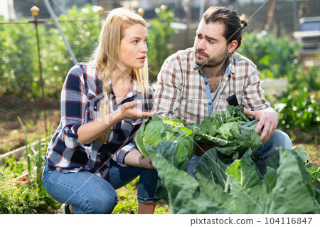 Couple of farmers harvesting cabbage 104116847