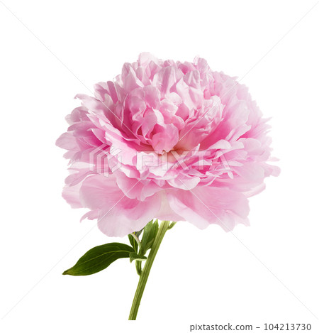 Pink peony flower isolated on white background 104213730