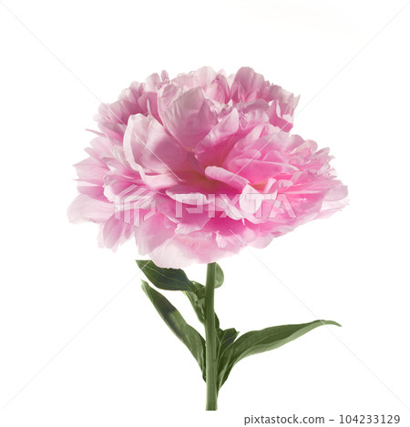 Pink peony flower isolated on white background 104233129