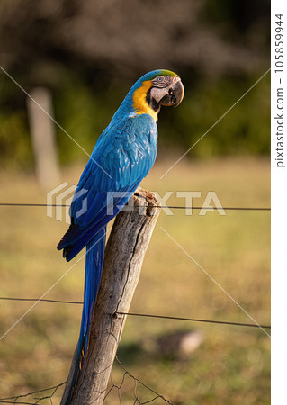 Adult Blue-and-yellow Macaw 105859944