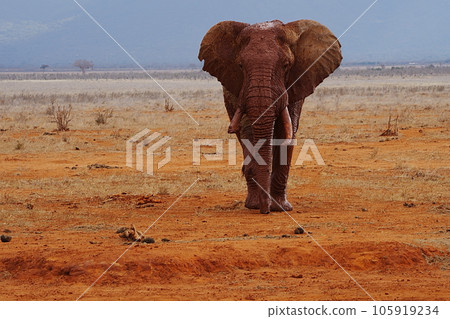 African elephant in savannah at Tsavo East National Park in Kenya 105919234