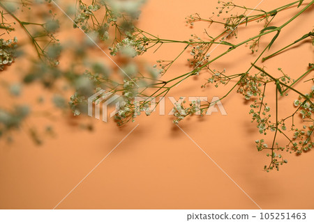 Beautiful gypsophila flowers on beige background with copy space for text 105251463