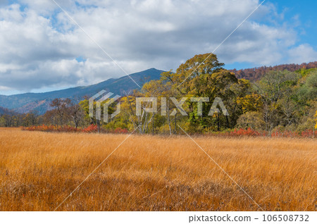 Burning autumn Oze colored with colored leaves 106508732