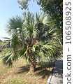 Single sabal palm tree stock photo 106508925