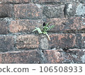 Green fern sprouted through the old brick wall 106508933