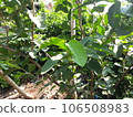 Guava branch, guava leaves, guava green 106508983