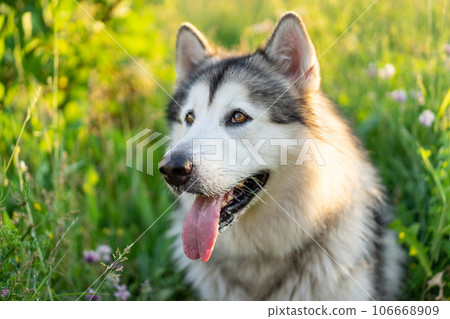 Summer husky portrait 106668909