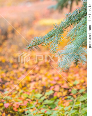 Background of green spruce branches in sunset light 106194918