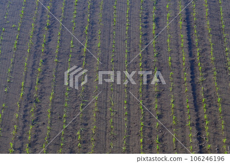 Rice planting image 106246196