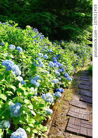 Koshoji Temple Hydrangea (Niigata Prefecture) 107631459