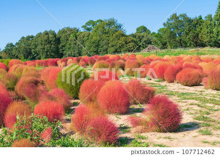 Aichi Farm, kochia with autumn leaves (Nisshin City, Aichi Prefecture) 107712462