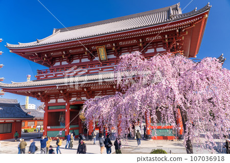 << Tokyo >> Asakusa in spring / Senso-ji Temple with weeping cherry blossoms in full bloom 107036918