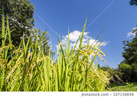 Autumn rice fields, golden ears of rice swaying in the wind, Kawasaki Town, Miyagi Prefecture 107138698