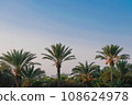 Palm trees on bright blue sky 108624978