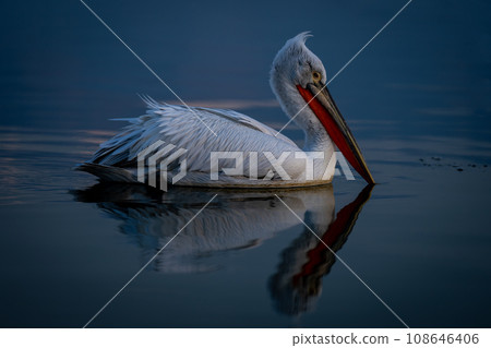 Dalmatian pelican swims across water leaving wake 108646406