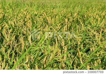 Ears of rice nearing harvest in Tokushima 108007789