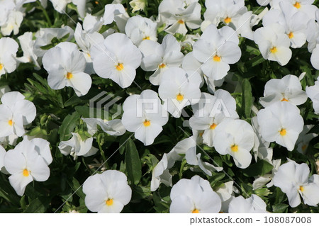 Viola flowers 108087008